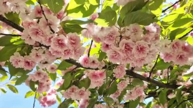 Sakura çiçeği. Baharın mavi gökyüzünün arka planında güzel pembe sakura çiçekleri. Baharın güneşli bir gününde çiçek açan bir ağaçla güzel bir doğa. Doğal bahar geçmişi. Pembe çiçekler