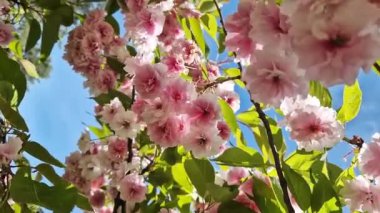 Sakura çiçeği. Baharın mavi gökyüzünün arka planında güzel pembe sakura çiçekleri. Baharın güneşli bir gününde çiçek açan bir ağaçla güzel bir doğa. Doğal bahar geçmişi. Pembe çiçekler