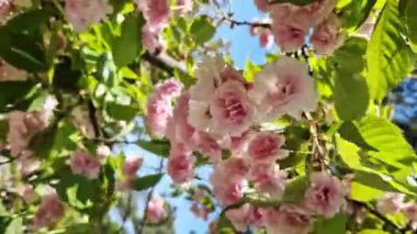 Sakura çiçeği. Baharın mavi gökyüzünün arka planında güzel pembe sakura çiçekleri. Baharın güneşli bir gününde çiçek açan bir ağaçla güzel bir doğa. Doğal bahar geçmişi. Pembe çiçekler