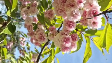 Sakura çiçeği. Baharın mavi gökyüzünün arka planında güzel pembe sakura çiçekleri. Baharın güneşli bir gününde çiçek açan bir ağaçla güzel bir doğa. Doğal bahar geçmişi. Pembe çiçekler
