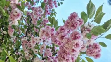 Sakura çiçeği. Baharın mavi gökyüzünün arka planında güzel pembe sakura çiçekleri. Baharın güneşli bir gününde çiçek açan bir ağaçla güzel bir doğa. Doğal bahar geçmişi. Pembe çiçekler