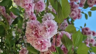 Sakura çiçeği. Baharın mavi gökyüzünün arka planında güzel pembe sakura çiçekleri. Baharın güneşli bir gününde çiçek açan bir ağaçla güzel bir doğa. Doğal bahar geçmişi. Pembe çiçekler