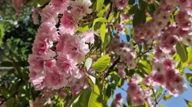Sakura çiçeği. Baharın mavi gökyüzünün arka planında güzel pembe sakura çiçekleri. Baharın güneşli bir gününde çiçek açan bir ağaçla güzel bir doğa. Doğal bahar geçmişi. Pembe çiçekler