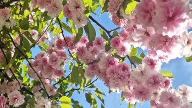 Sakura çiçeği. Baharın mavi gökyüzünün arka planında güzel pembe sakura çiçekleri. Baharın güneşli bir gününde çiçek açan bir ağaçla güzel bir doğa. Doğal bahar geçmişi. Pembe çiçekler