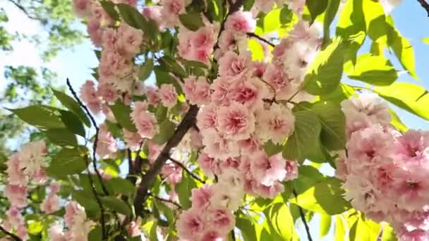 Sakura Kwitnie Piękne Różowe Kwiaty Sakura Tle Wiosennego Błękitnego Nieba — Wideo stockowe
