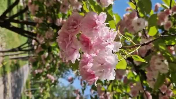 사쿠라 하늘의 배경에 사쿠라 나무와 아름다운 자연적인 — 비디오