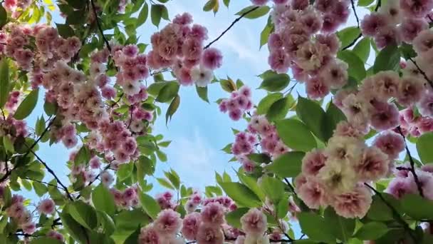 樱花绽放 美丽的粉红樱花映衬着春天的蓝天 春天阳光灿烂的日子里 美丽的大自然和一棵开花的树 自然春天的背景 粉红色的花 — 图库视频影像