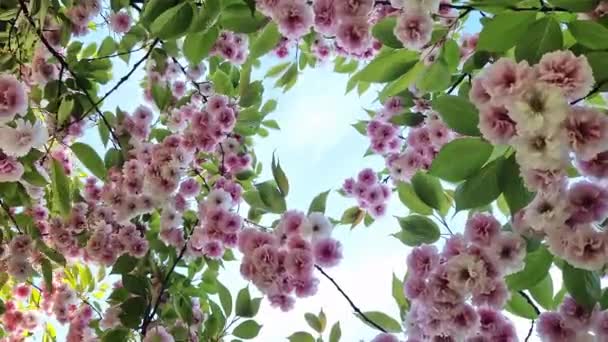 Sakura Kvete Krásné Růžové Sakura Květy Pozadí Jarní Modré Oblohy — Stock video