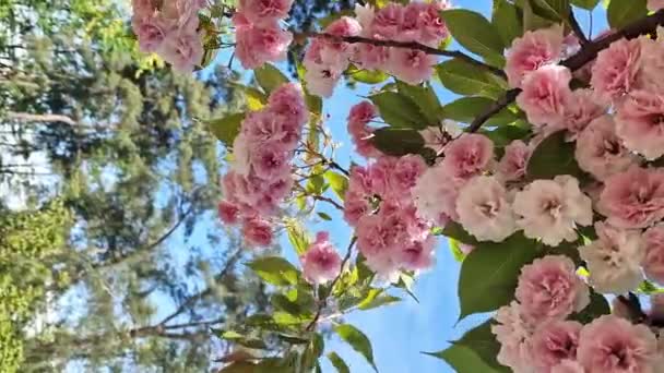 樱花绽放 美丽的粉红樱花映衬着春天的蓝天 春天阳光灿烂的日子里 美丽的大自然和一棵开花的树 自然春天的背景 粉红色的花 — 图库视频影像