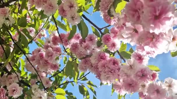 Ανθός Σακούρα Όμορφα Ροζ Λουλούδια Sakura Στο Φόντο Του Γαλάζιου — Αρχείο Βίντεο