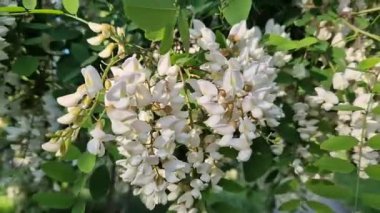 Robinia sahte akasya. Beyaz akasya ağacı çiçekleri kapanıyor. Robinia psödoacia. Beyaz çiçeklerle açan ağaç.