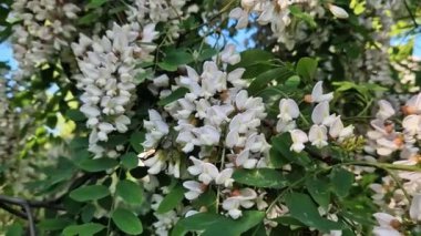 Robinia sahte akasya. Beyaz akasya ağacı çiçekleri kapanıyor. Robinia psödoacia. Beyaz çiçeklerle açan ağaç.