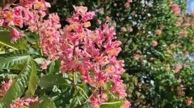 Aesculus carnea. Kırmızı at kestanesi. Parkta baharda çiçek açan ağaç. Büyük kırmızı kestane çiçekleri. Koyu yeşil yapraklar arasında koni şeklinde çiçek kümeleri. Renkli çiçek arkaplanı