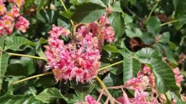 Aesculus carnea. Kırmızı at kestanesi. Parkta baharda çiçek açan ağaç. Büyük kırmızı kestane çiçekleri. Koyu yeşil yapraklar arasında koni şeklinde çiçek kümeleri. Renkli çiçek arkaplanı