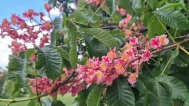 Aesculus carnea. Kırmızı at kestanesi. Parkta baharda çiçek açan ağaç. Büyük kırmızı kestane çiçekleri. Koyu yeşil yapraklar arasında koni şeklinde çiçek kümeleri. Renkli çiçek arkaplanı
