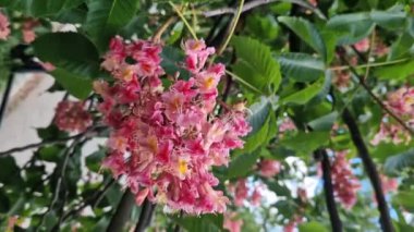 Aesculus carnea. Kırmızı at kestanesi. Parkta baharda çiçek açan ağaç. Büyük kırmızı kestane çiçekleri. Koyu yeşil yapraklar arasında koni şeklinde çiçek kümeleri. Renkli çiçek arkaplanı