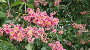 Aesculus carnea. Kırmızı at kestanesi. Parkta baharda çiçek açan ağaç. Büyük kırmızı kestane çiçekleri. Koyu yeşil yapraklar arasında koni şeklinde çiçek kümeleri. Renkli çiçek arkaplanı