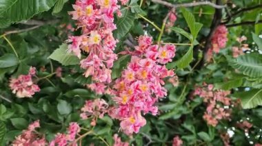Aesculus carnea. Kırmızı at kestanesi. Parkta baharda çiçek açan ağaç. Büyük kırmızı kestane çiçekleri. Koyu yeşil yapraklar arasında koni şeklinde çiçek kümeleri. Renkli çiçek arkaplanı