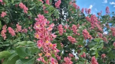 Aesculus carnea. Kırmızı at kestanesi. Parkta baharda çiçek açan ağaç. Büyük kırmızı kestane çiçekleri. Koyu yeşil yapraklar arasında koni şeklinde çiçek kümeleri. Renkli çiçek arkaplanı