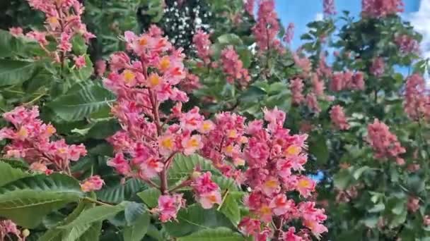 Aesculus Carnea Castanha Vermelha Árvore Florescendo Primavera Parque Grandes Flores — Vídeo de Stock