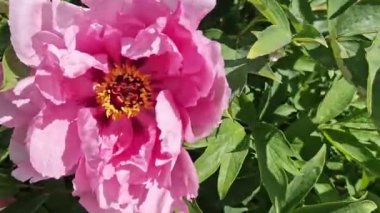 Paeonia kadın hakları savunucusu. Güzel büyük pembe çiçeklerle açan şakayık çalıları. Bahçelerin ve parkların peyzajı. Renkli çiçek arkaplanı