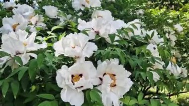 Beyaz şakayık çiçekleri, yakın plan. Şakayık sufruticum. Güzel büyük beyaz çiçeklerle açan şakayık bir çalılık. Parkların ve bahçelerin peyzaj tasarımı. Renkli çiçek arkaplanı