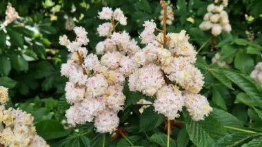 Baumann At Kestanesi (Aesculus hippocastanum Baumannii). At kestanesi baumannii, tam çiçek, büyük beyaz kızılötesi ve yapraklar. Parkta baharda çiçek açan ağaç. Çiçek arka planı