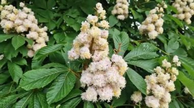 Baumann At Kestanesi (Aesculus hippocastanum Baumannii). At kestanesi baumannii, tam çiçek, büyük beyaz kızılötesi ve yapraklar. Parkta baharda çiçek açan ağaç. Çiçek arka planı