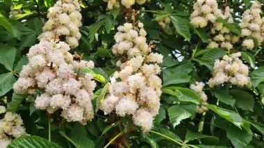 Baumann At Kestanesi (Aesculus hippocastanum Baumannii). At kestanesi baumannii, tam çiçek, büyük beyaz kızılötesi ve yapraklar. Parkta baharda çiçek açan ağaç. Çiçek arka planı