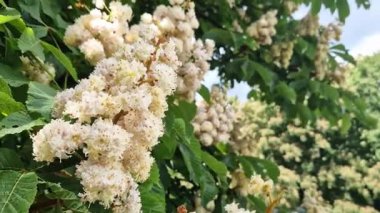 Baumann At Kestanesi (Aesculus hippocastanum Baumannii). At kestanesi baumannii, tam çiçek, büyük beyaz kızılötesi ve yapraklar. Parkta baharda çiçek açan ağaç. Çiçek arka planı