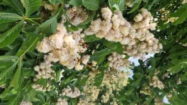 Baumann At Kestanesi (Aesculus hippocastanum Baumannii). At kestanesi baumannii, tam çiçek, büyük beyaz kızılötesi ve yapraklar. Parkta baharda çiçek açan ağaç. Çiçek arka planı