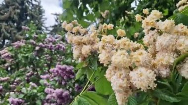 Baumann At Kestanesi (Aesculus hippocastanum Baumannii). At kestanesi baumannii, tam çiçek, büyük beyaz kızılötesi ve yapraklar. Parkta baharda çiçek açan ağaç. Çiçek arka planı