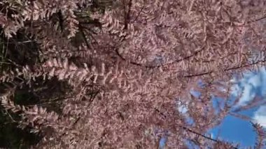 Tamarix, yakın plan pembe çiçeklerle kaplı bir çalı. Parkta pembe çiçekli Tamarix çalısı, manzara tasarımı. İlkbaharda güzel çiçek açan bir bitki. Çiçek açan dallar