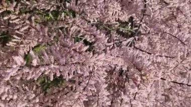 Tamarix, yakın plan pembe çiçeklerle kaplı bir çalı. Parkta pembe çiçekli Tamarix çalısı, manzara tasarımı. İlkbaharda güzel çiçek açan bir bitki. Çiçek açan dallar