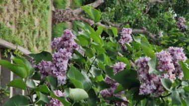 Leylak çiçekleri, yakın plan, cilt bakımı. Parkta güneşli bir günde leylak çiçeği açar. Çiçek açmış leylak çalısı. Güzel leylak çiçekleri, bahar doğal arka plan