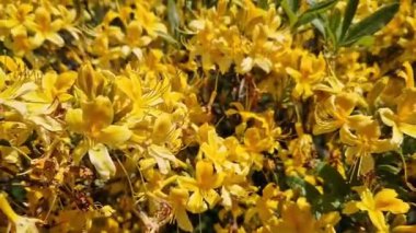 Rododendron luteum. Sarı çiçekli çalılar, Ericaceae. Parlak çiçekler kapanıyor. Parkta ya da botanik bahçesinde çiçek açan eşkıyalar. Doğal arka plan, güneşli hava