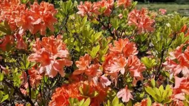 Rododendron çiçeği. Portakal çiçekleri açan çalılar, Ericaceae. Mercan çiçekleri, yakın plan. Parkta ya da botanik bahçesinde çiçek açan eşkıyalar. Doğal arka plan, güneşli hava
