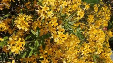 Rododendron luteum. Sarı çiçekli çalılar, Ericaceae. Parlak çiçekler kapanıyor. Parkta ya da botanik bahçesinde çiçek açan eşkıyalar. Doğal arka plan, güneşli hava