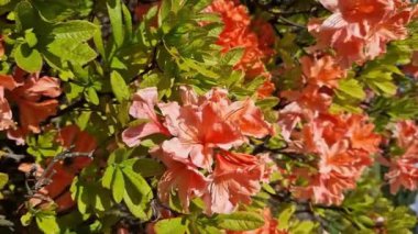 Rododendron çiçeği. Portakal çiçekleri açan çalılar, Ericaceae. Mercan çiçekleri, yakın plan. Parkta ya da botanik bahçesinde çiçek açan eşkıyalar. Doğal arka plan, güneşli hava