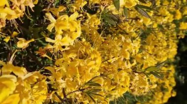 Rododendron luteum. Sarı çiçekli çalılar, Ericaceae. Parlak çiçekler kapanıyor. Parkta ya da botanik bahçesinde çiçek açan eşkıyalar. Doğal arka plan, güneşli hava