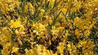 Rododendron luteum. Sarı çiçekli çalılar, Ericaceae. Parlak çiçekler kapanıyor. Parkta ya da botanik bahçesinde çiçek açan eşkıyalar. Doğal arka plan, güneşli hava