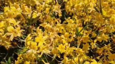 Rododendron luteum. Sarı çiçekli çalılar, Ericaceae. Parlak çiçekler kapanıyor. Parkta ya da botanik bahçesinde çiçek açan eşkıyalar. Doğal arka plan, güneşli hava
