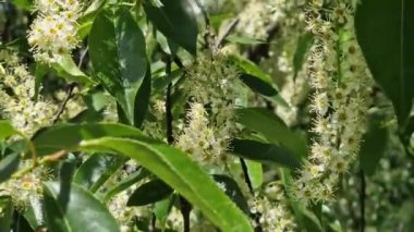 Prunus serotina. Çiçek açan ağaç, kümeler halinde toplanan küçük beyaz çiçekler, yakın plan. Doğal arkaplan