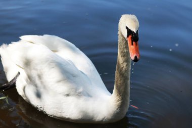 Beyaz kuğu parktaki bir gölde yüzüyor, yakın plan. İlkbaharda gölde güzel bir kuğu. Kuş