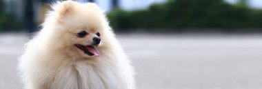 Pomeranya Spitz 'i yürüyüşe çıktı. Tasmalı küçük bir köpek parkta yürüyor. Evcil hayvan. Köpek insan en iyi dosttur. Sokaktaki küçük tüylü köpek. Aile dostu. Şirin Pomeranian Spitz sokakta oturuyor.