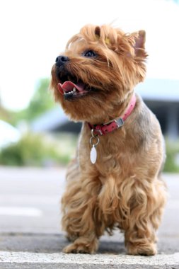Yorkshire Teriyeri yürüyüşe çıktı. Tasmalı küçük bir köpek parkta yürüyor. Evcil hayvan. Köpek insan en iyi dosttur. Sokaktaki küçük köpek. Şirin köpek.