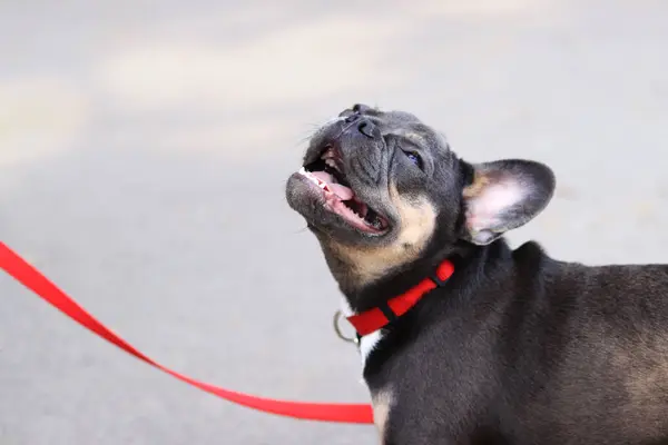 French bulldog on a walk. Close-up of a puppy\'s face. French bulldog with dark coat color. A pet. Dog is a human best friend. Young dog is waiting for a treat or a toy
