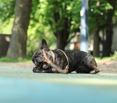 French bulldog on a walk. The dog is chewing a stick. Bulldog dark coat color. Pet. Dog is a human best friend. Young dog in a harness. French bulldog plays with a stick clipart