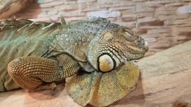 Yeşil iguana yaklaş. Iguana bir akvaryumda, kertenkeleleri evde tutuyor. Uyuyan iguana. Yeşil bir iguananın yakın çekimi. Egzotik hayvan