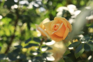 Çiçek açan sarı gül, yakın plan çiçekler. Parkta ya da bahçede çiçekler. Bahçıvanlık. Gül yetiştiriyorum. Güzel sarı çiçekler, doğal arka plan. Çiçek açmış çalı gülleri. Kartlar ve davetiyeler için fikir